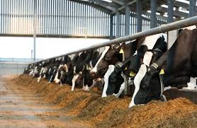 التحصين ضد مرض الحُمى القلاعية ومُراقبة ما بعد التحصين